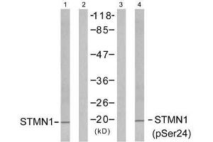 Western blot analysis of extracts from Jurkat cells untreated or treated with PMA (1ng/ml, 15min), using Stathmin 1 (Ab-24) antibody (E021217, Line 1 and 2) and Stathmin 1 (phospho-Ser24) antibody (E011224, Line 3 and 4). (Stathmin 1 抗体  (pSer24))