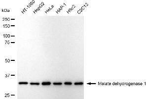 Western blotting analysis using Malate dehydrogenase 1 antibody (ABIN7799326).
