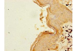 Immunohistochemistry of paraffin-embedded human skin tissue using ABIN7160694 at dilution of 1:100