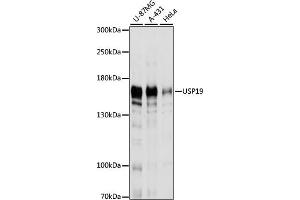 Western blot analysis of extracts of various cell lines, using USP19 antibody  at 1:1000 dilution. (USP19 抗体  (AA 1-200))