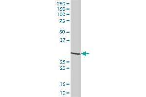 DIABLO MaxPab polyclonal antibody. (DIABLO 抗体  (AA 1-239))