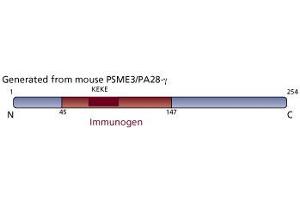 Image no. 3 for anti-PSME3 (PSME3) (AA 45-147) antibody (ABIN968402) (PSME3 抗体  (AA 45-147))