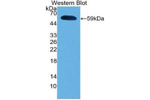 Western Blotting (WB) image for anti-Interferon, alpha 5 (IFNA5) (AA 22-189) antibody (ABIN3203133) (IFNA5 抗体  (AA 22-189))