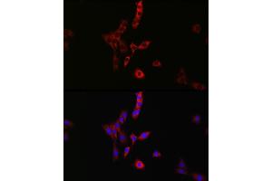 Immunofluorescence (IF) image for anti-RAB35, Member RAS Oncogene Family (RAB35) (AA 1-201) antibody (ABIN6146576)
