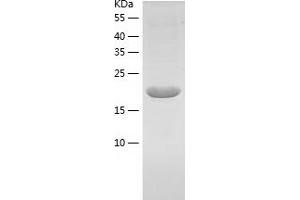 Western Blotting (WB) image for Fibroblast Growth Factor 10 (FGF10) (AA 37-215) protein (His tag) (ABIN7122919) (FGF10 Protein (AA 37-215) (His tag))