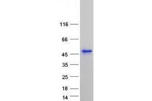 Western Blotting (WB) image for CUGBP, Elav-Like Family Member 3 (CELF3) (Transcript Variant 3) protein (Myc-DYKDDDDK Tag) (ABIN2733971)