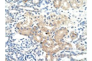 DLAT antibody was used for immunohistochemistry at a concentration of 4-8 ug/ml to stain Epithelial cells of renal tubule (arrows) in Human Kidney. (DLAT 抗体)