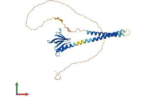 Protein Structure (PS) image for Pleckstrin Homology Domain Containing Family A3 (PLEKHA3) (AA 1-300) protein (His tag) (ABIN7550737)