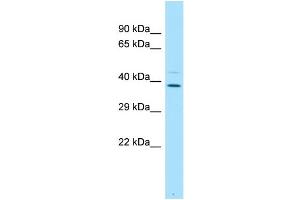 WB Suggested Anti-PLSCR4 Antibody Titration: 1. (PLSCR4 抗体  (C-Term))