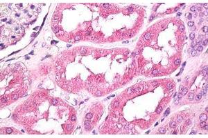 Anti-GNPDA1 antibody IHC staining of human kidney. (GNPDA1 抗体  (AA 250-289))