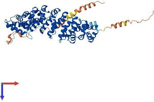 KPNA7 Protein (AA 1-516) (His tag)