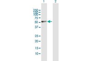 Western Blot analysis of LDHD expression in transfected 293T cell line by LDHD MaxPab polyclonal antibody. (LDHD 抗体  (AA 1-507))