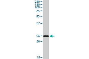 SENP8 MaxPab rabbit polyclonal antibody. (SENP8 抗体  (AA 1-212))
