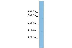 AXUD1 antibody used at 1 ug/ml to detect target protein. (AXUD1 抗体  (Middle Region))