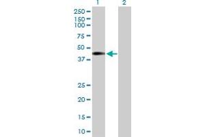 Western Blot analysis of NUP43 expression in transfected 293T cell line by NUP43 MaxPab polyclonal antibody. (NUP43 抗体  (AA 1-380))