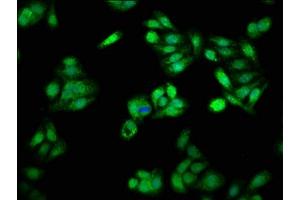 Immunofluorescence (IF) image for anti-PSME3 (PSME3) (AA 2-252) antibody (ABIN7164919)