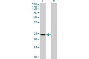 Western Blot analysis of POLR2E expression in transfected 293T cell line by POLR2E MaxPab polyclonal antibody. (POLR2E 抗体  (AA 1-210))
