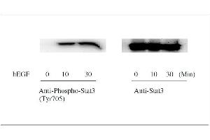 Western Blotting (WB) image for Signal Transducer and Activator of Transcription 3 (Acute-Phase Response Factor) (STAT3) ELISA Kit (ABIN1981839)