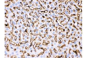 Apolipoprotein A I was detected in paraffin-embedded sections of rat liver tissues using rabbit anti- Apolipoprotein A I Antigen Affinity purified polyclonal antibody at 1 μg/mL.