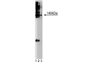 Western Blotting (WB) image for anti-Brevican (BCAN) (AA 232-394) antibody (ABIN968236) (BCAN 抗体  (AA 232-394))