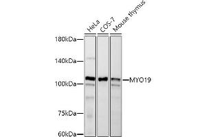 Western blot analysis of extracts of various cell lines, using MYO19 antibody (ABIN7268758) at 1:500 dilution.