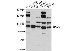 Western blot analysis of extracts of various cell lines, using ITGB5 antibody. (Integrin beta 5 抗体  (AA 490-720))