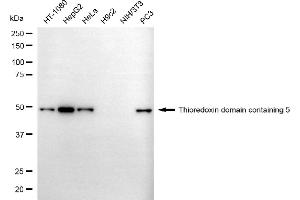 Western blotting analysis using thioredoxin domain containing 5 antibody (ABIN7800541). (TXNDC5 抗体)