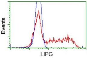 Image no. 2 for anti-Lipase, Endothelial (LIPG) antibody (ABIN1499166) (LIPG 抗体)