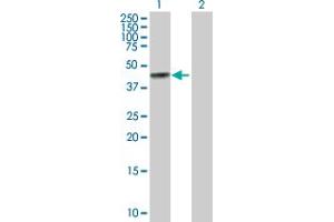 Western Blot analysis of BGN expression in transfected 293T cell line by BGN MaxPab polyclonal antibody. (Biglycan 抗体  (AA 1-368))