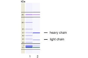 CGE analysis of purified VP-2E8 monoclonal antibody. (EPOR 抗体)