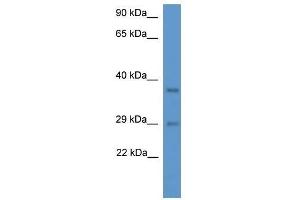 Western Blot showing Med19 antibody used at a concentration of 1. (MED19 抗体  (N-Term))