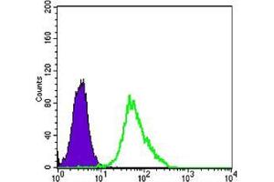 Flow cytometric analysis of Hela cells using anti-MAP2K2 mAb (green) and negative control (purple). (MEK2 抗体)