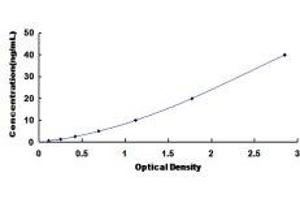 Typical Standard Curve (CYP2C18 ELISA 试剂盒)