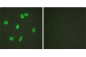 Immunofluorescence analysis of HeLa cells, using Histone H3 (Ab-27) Antibody. (Histone 3 抗体  (AA 15-34))