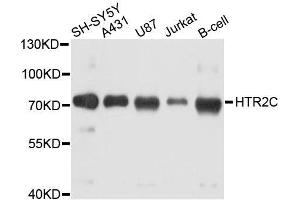 Western blot analysis of extracts of various cell lines, using HTR2C antibody. (HTR2C 抗体)