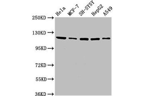 USP48 Antikörper  (AA 358-508)