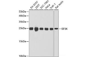 Western blot analysis of extracts of various cell lines using EIF3K Polyclonal Antibody at dilution of 1:1000. (EIF3K 抗体)