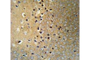 VHL antibody IHC analysis in formalin fixed and paraffin embedded mouse brain tissue. (VHL 抗体  (AA 43-71))