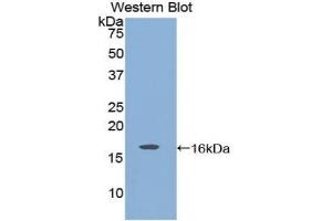 Western blot analysis of the recombinant protein. (GDNF 抗体  (AA 78-211))