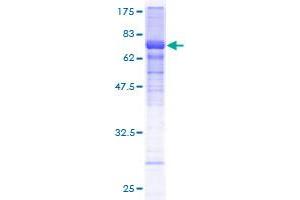 HCFC2 Protein (AA 1-412) (GST tag)