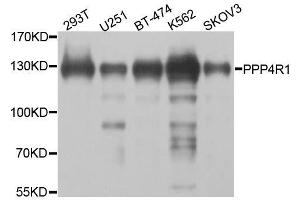 Western blot analysis of extracts of various cell lines, using PPP4R1 antibody. (PPP4R1 抗体  (AA 324-647))