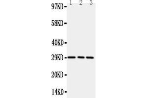 Western Blotting (WB) image for anti-Tumor Necrosis Factor Receptor Superfamily, Member 4 (TNFRSF4) (AA 23-42), (N-Term) antibody (ABIN5518707)