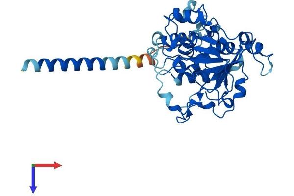 ST3GAL3 Protein (AA 1-375) (His tag)