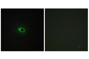 Immunofluorescence (IF) image for anti-Collagen, Type XII, alpha 1 (COL12A1) (Internal Region) antibody (ABIN1850304) (COL12A1 抗体  (Internal Region))