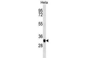 Western blot analysis in Hela cell line lysates (35µg/lane) using CAPG Antibody . (CAPG 抗体  (Middle Region))