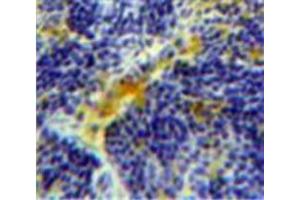 Used in DAB staining on fromalin fixed paraffin-embedded Spleen tissue (Caspase 4 抗体  (AA 78-265))