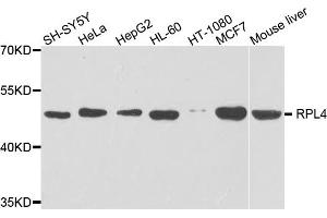 Western blot analysis of extracts of various cell lines, using RPL4 antibody (ABIN5975398) at 1/1000 dilution. (RPL4 抗体)