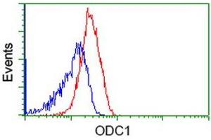 Image no. 3 for anti-Ornithine Decarboxylase 1 (ODC1) antibody (ABIN1499910) (ODC1 抗体)