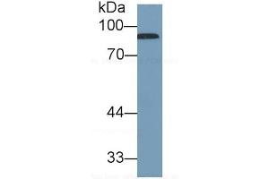 Detection antibody from the kit in WB with Positive Control:  Sample Human serum. (Complement Factor B ELISA 试剂盒)