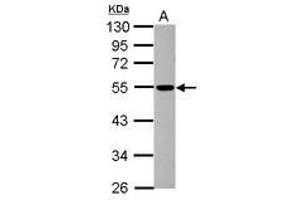 Image no. 1 for anti-Dynactin 4 (DCTN4) (AA 226-460) antibody (ABIN1497782) (Dynactin 4 抗体  (AA 226-460))
